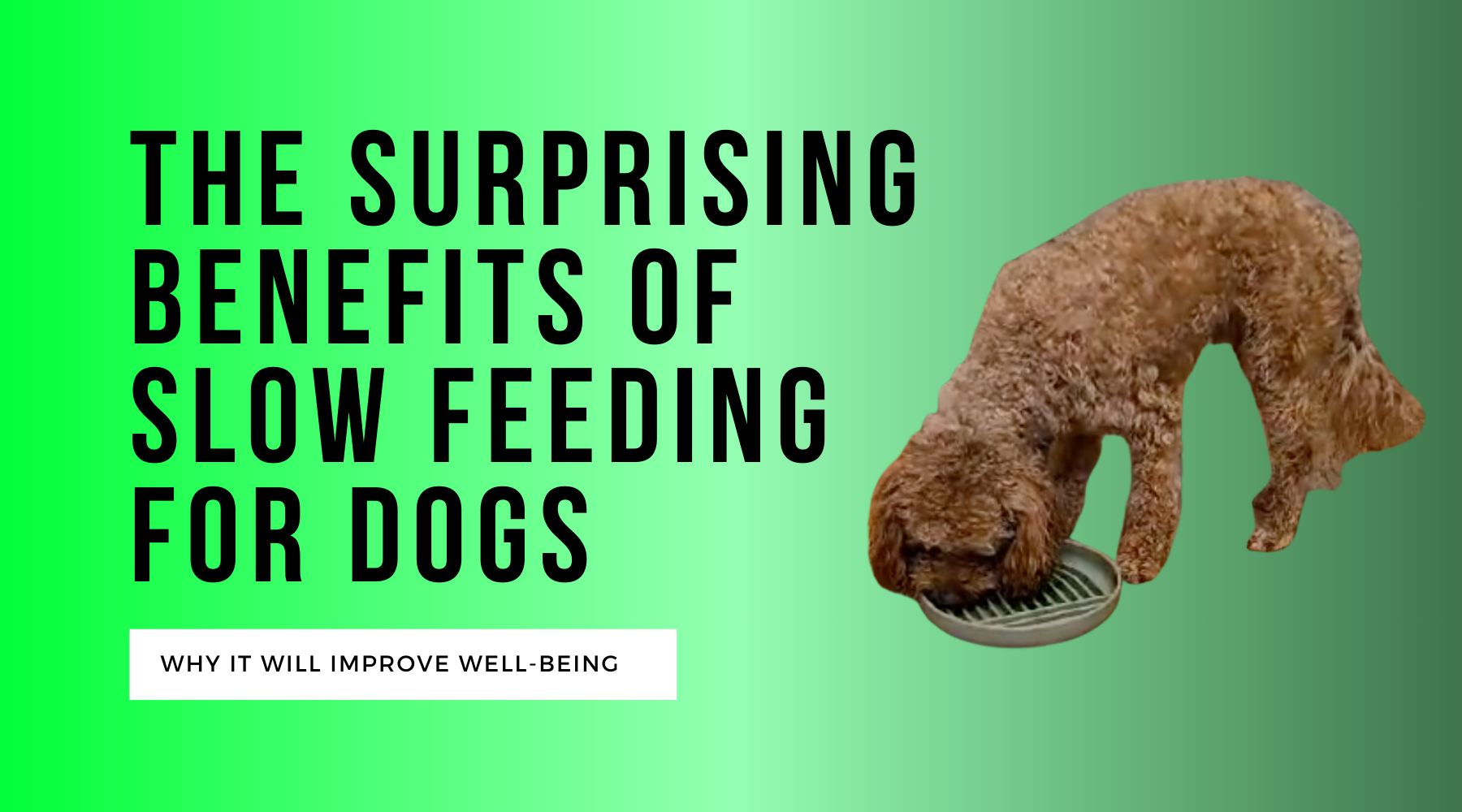 The Surprising Benefits of Slow Feeding for Dogs